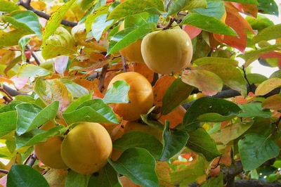 Résultat de recherche: Kakis