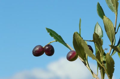 Résultat de recherche: Des olives dans le ciel