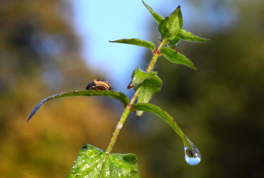 La bébête et la goutte...