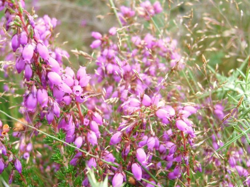 bruyère