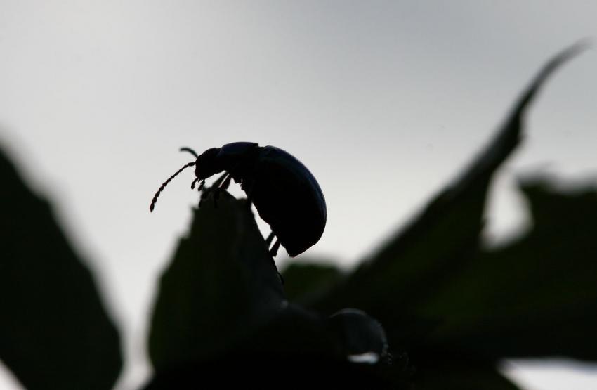 Tout petit scarabée (???)