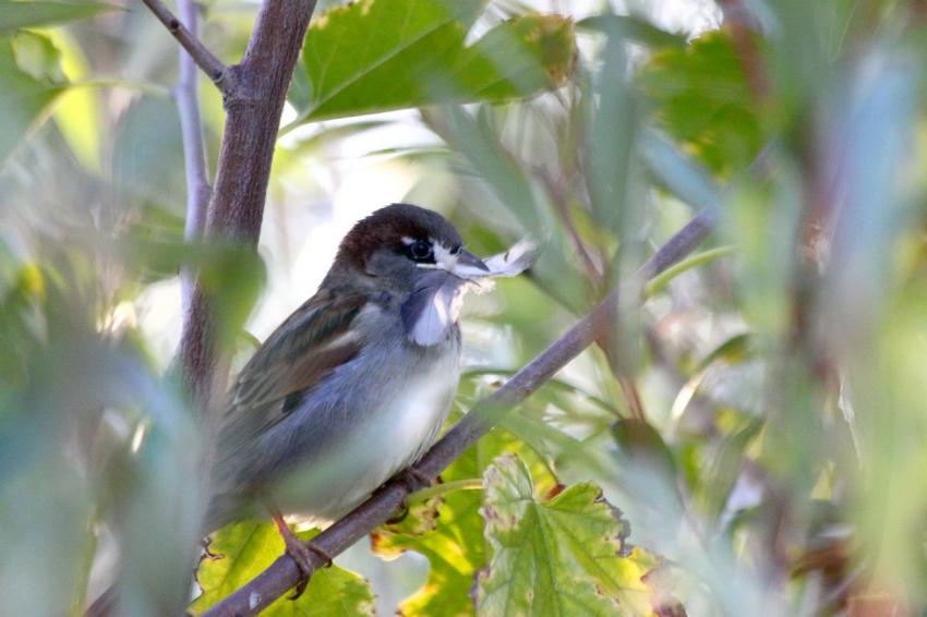 Pourtant ce n'est plus le printemps !