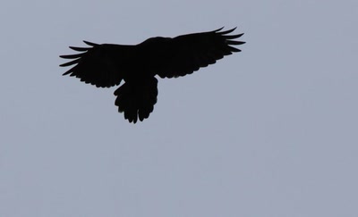 Résultat de recherche: Noir comme un corbeau.