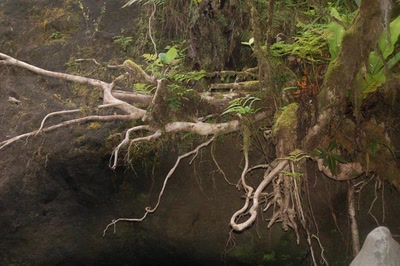 Résultat de recherche: racines aériennes