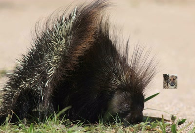 Œuvre de Doc55: Porc-épic.