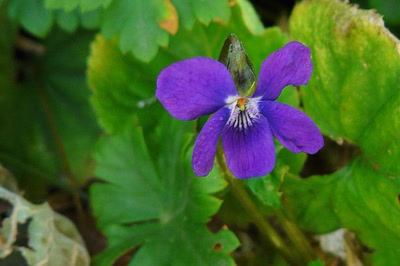 Œuvre de Ondine: Je pense à vous...