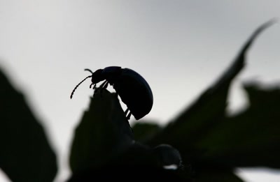 Résultat de recherche: Tout petit scarabée (???)