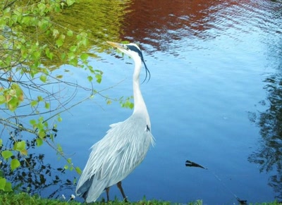 Œuvre de refletsdargent: héron