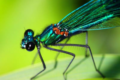 Détails de libellule