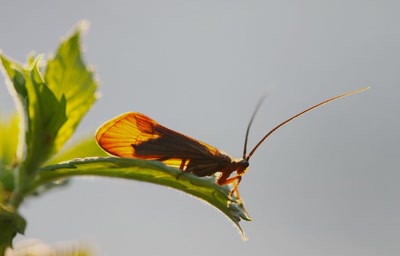 Résultat de recherche: Insecte ??? (qui me dira le nom ?)