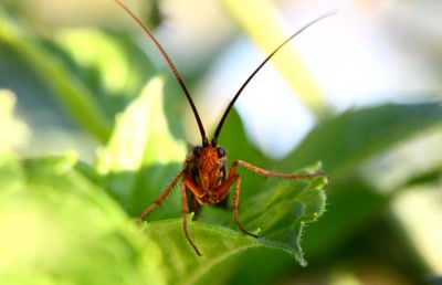 Résultat de recherche: Insecte ??? (2) (qui me dira le nom ?)