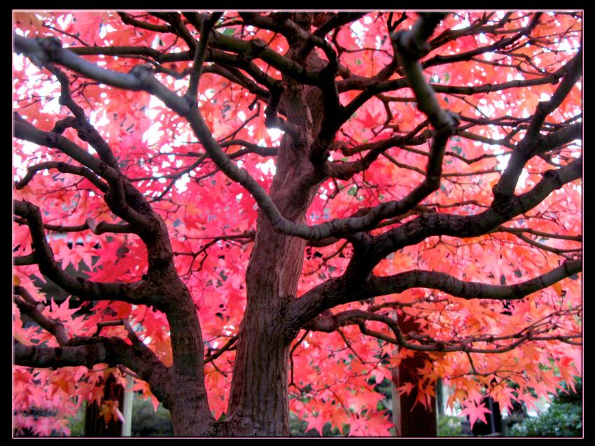 Erable bonsaï vu par dessous