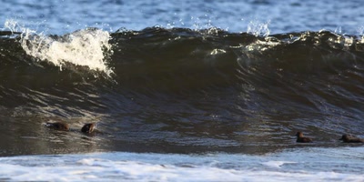 Résultat de recherche: Baignade.