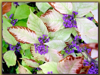 Résultat de recherche: Couleurs d'automne au jardin des plantes