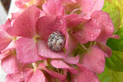Résultat de recherche: Blotti dans la rosée