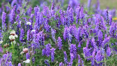 Œuvre de Doc55: Mauve ou violet ?