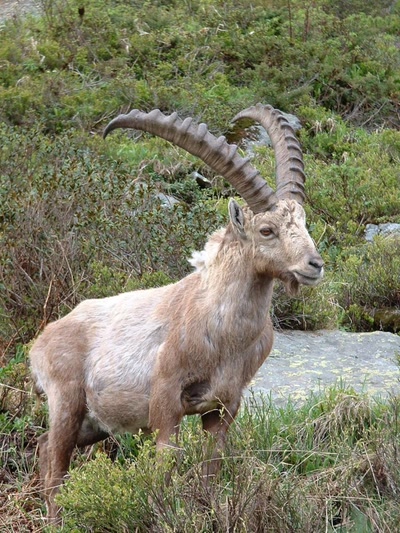 Œuvre de clau: BOUQUETIN