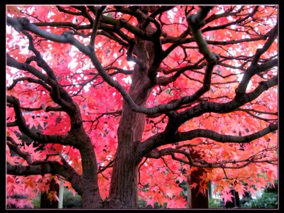 Résultat de recherche: Erable bonsaï vu par dessous