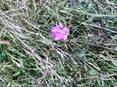 Résultat de recherche: petit oeillet