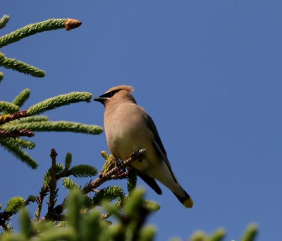 Résultat de recherche: Jaseur boréal.