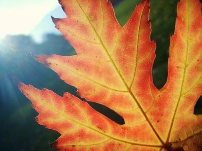 Résultat de recherche: lumière d'automne