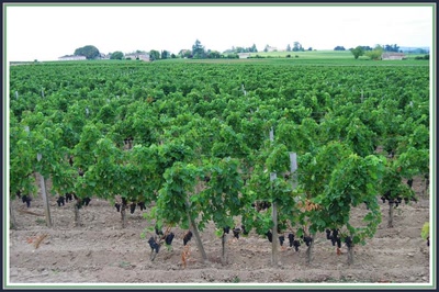 Résultat de recherche: Saint-Emilion (33) La vigne
