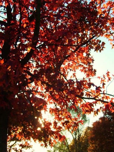 Résultat de recherche: rouge