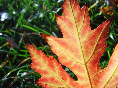 Résultat de recherche: encore cette feuille ! :) c'est plus fort que moi