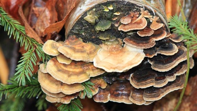 Résultat de recherche: Champignons.