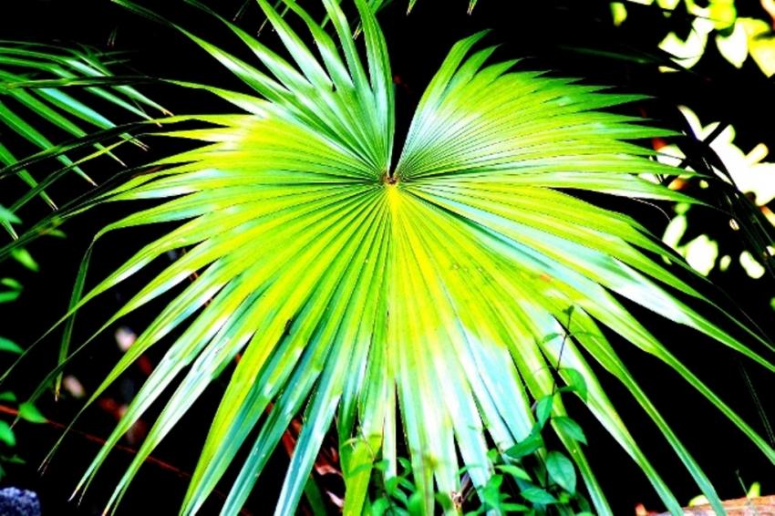 fleurs de polynésie