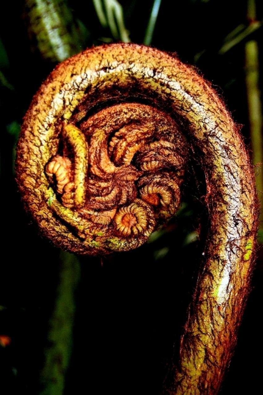 fleurs de polynésie