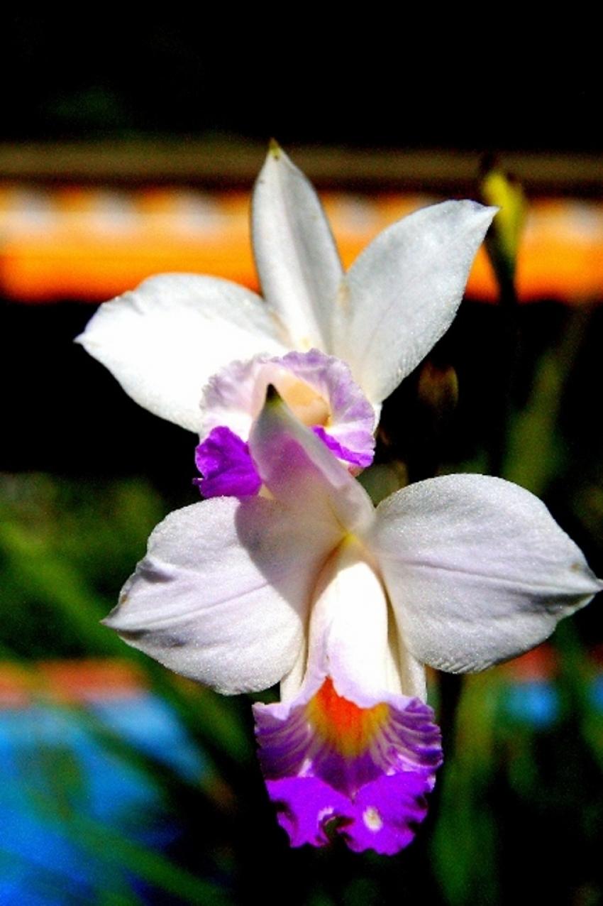 fleurs de polynésie