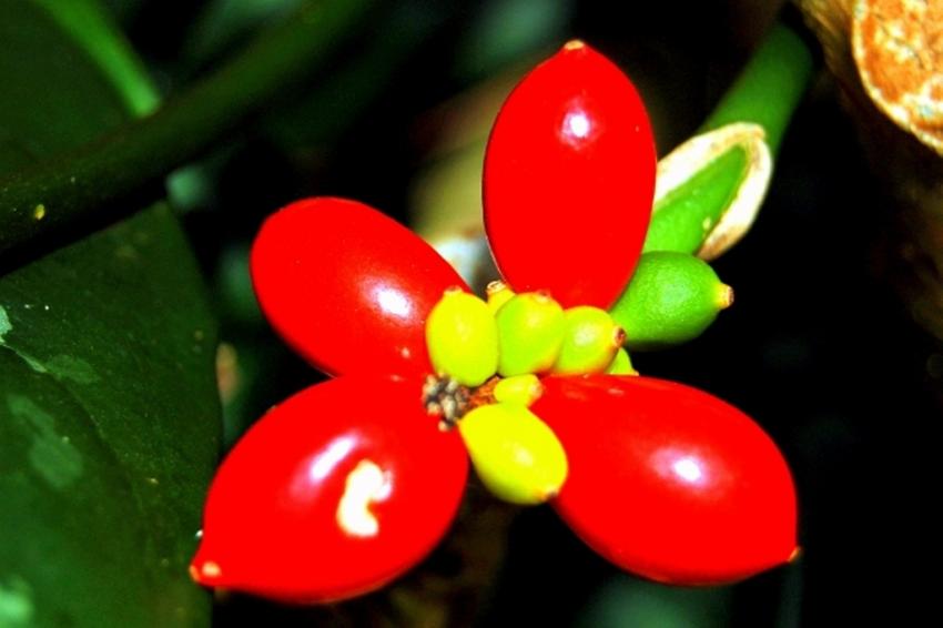 fleurs de polynésie