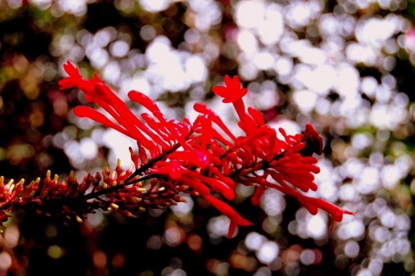 fleurs de polynésie