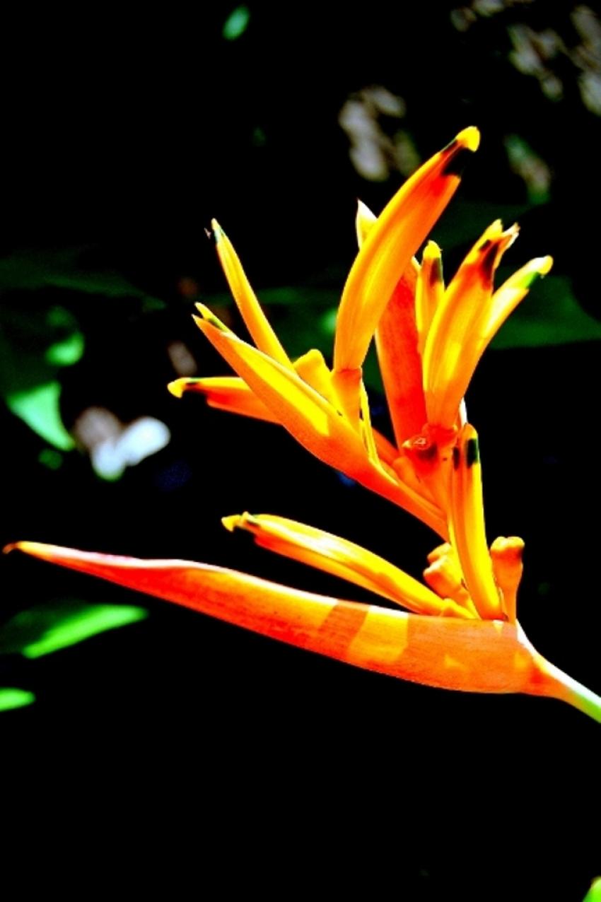 fleurs de polynésie