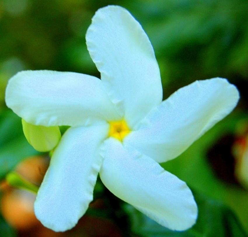 fleurs de polynésie