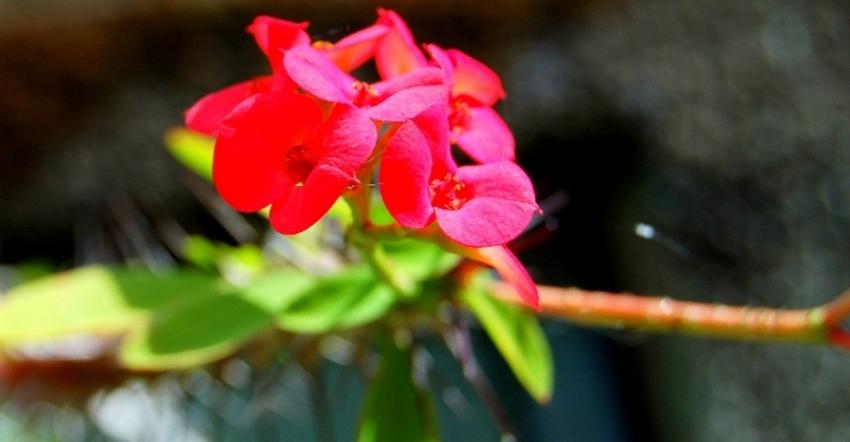 fleurs de polynésie