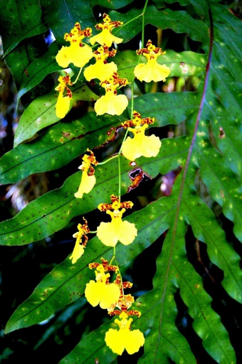 fleurs de polynésie