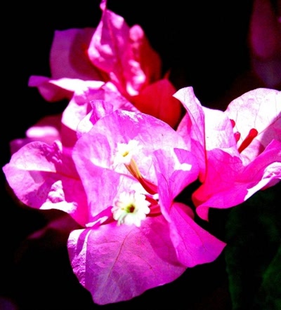 Œuvre de steftahiti: fleurs de polynésie