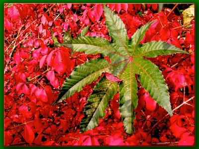 Résultat de recherche: Parc foral de Vincennes