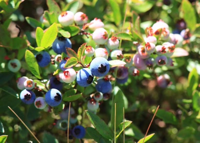 Œuvre de Doc55: Bleuet