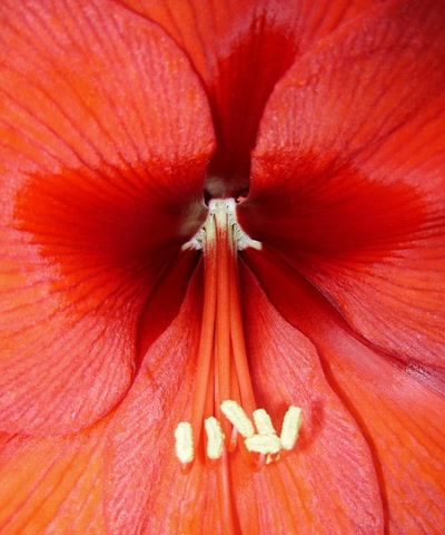 Œuvre de ventoux84: Coeur d'amarillis