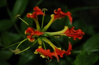 Résultat de recherche: fleurs de tahiti