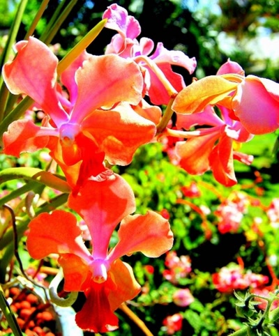 Œuvre de steftahiti: fleurs de polynésie