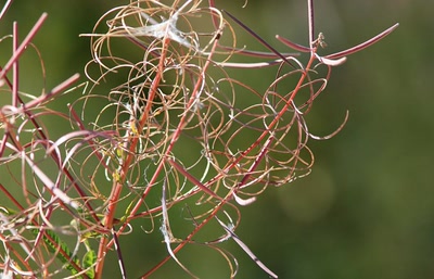 Résultat de recherche: Fleur de ?