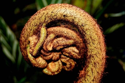 Résultat de recherche: fleurs de polynésie