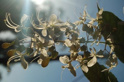 Résultat de recherche: fleurs de tahiti