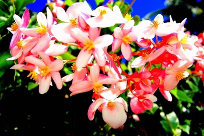 Œuvre de steftahiti: fleurs de polynésie