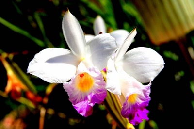 Œuvre de steftahiti: fleurs de polynésie