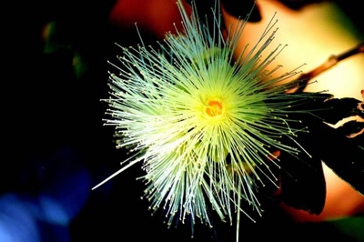 Œuvre de steftahiti: fleurs de polynésie